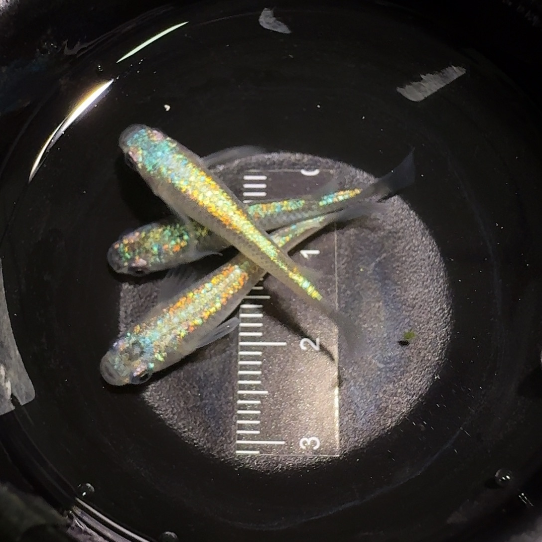 青鳉鱼一物一拍230