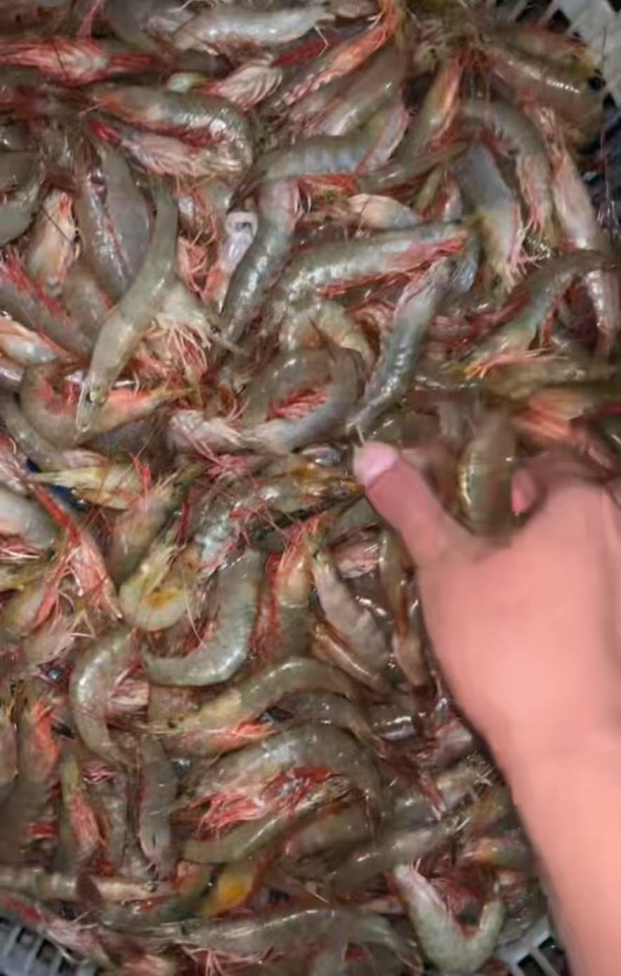 【湛江吴川博茂码头】本海天然麻虾