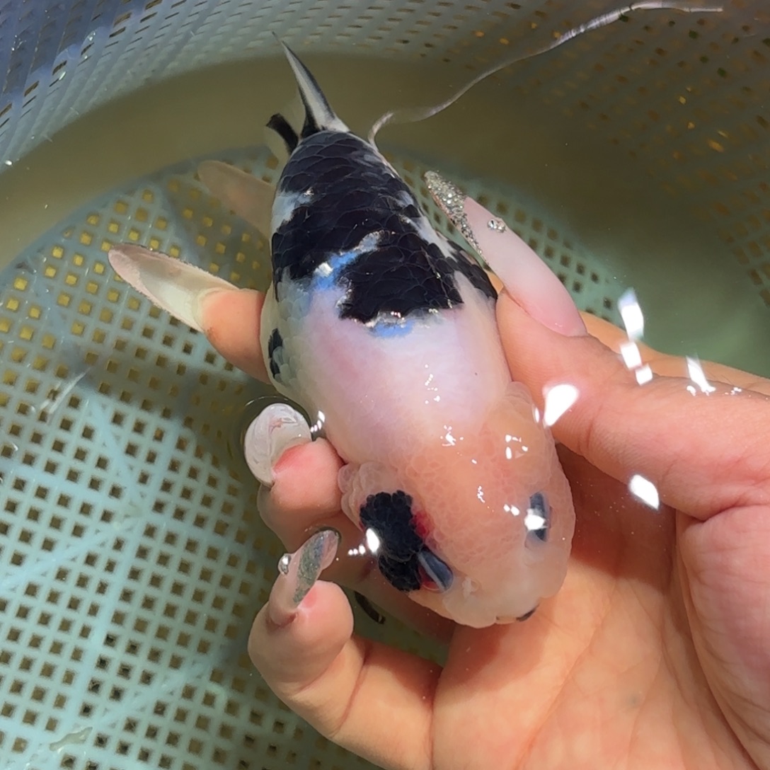 小***、金鱼拍包装包邮，不拍包装运费到付