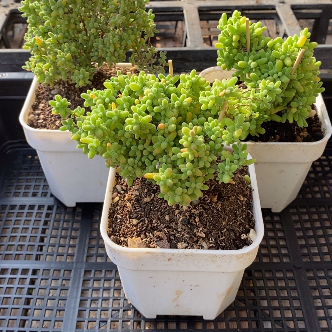 枝干番杏多肉植物989