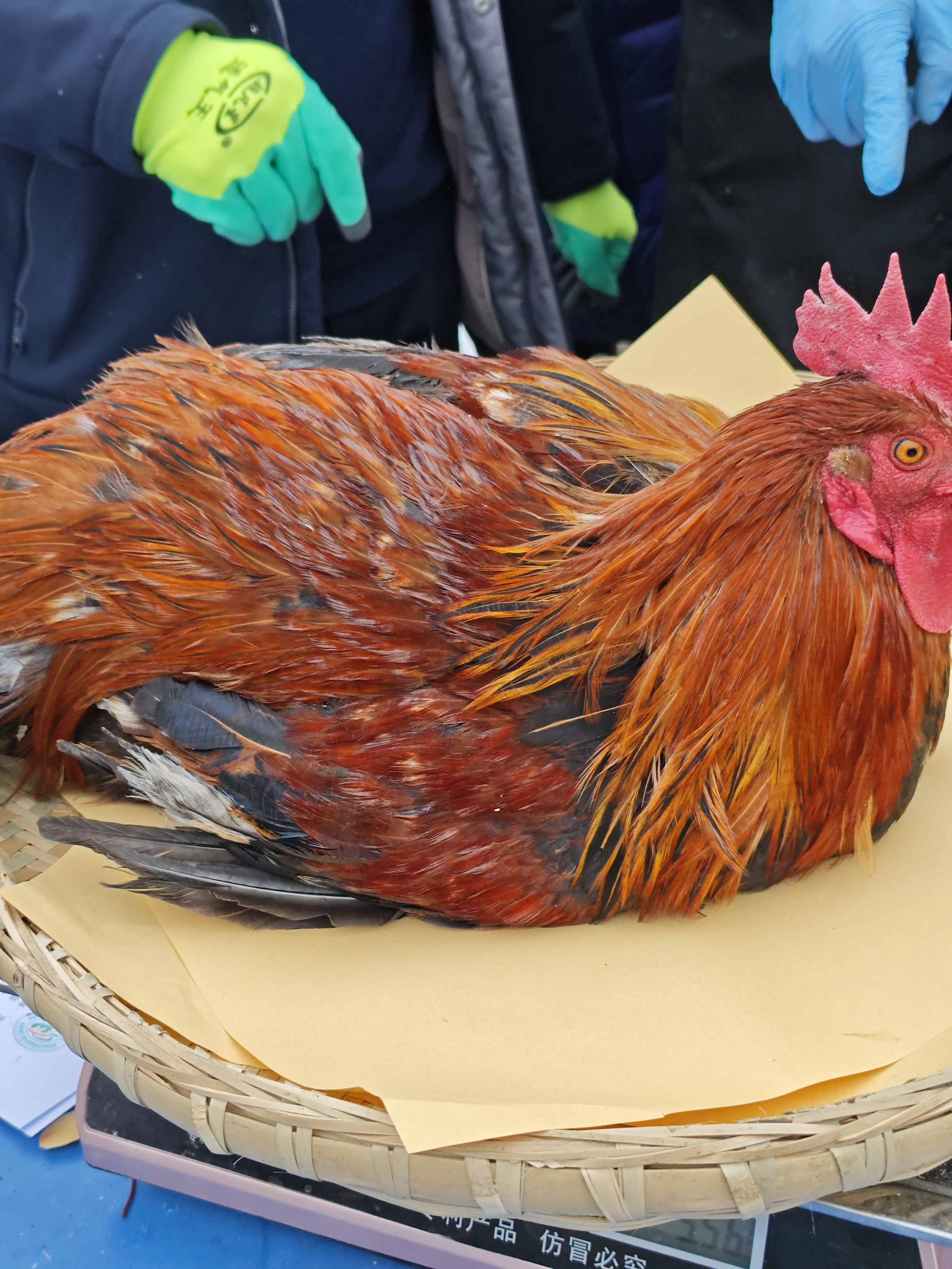 【宰杀发货】农家跑山鸡（4）