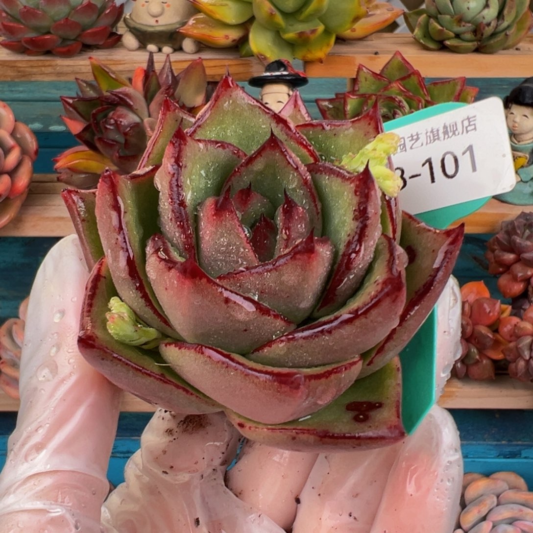 从前慢多肉精选编号0303.101