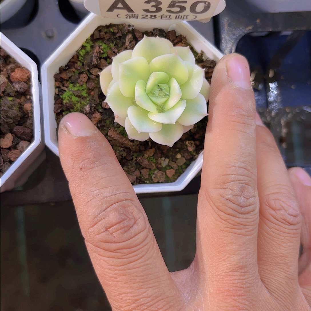 A350尼克莎娜锦一物一拍