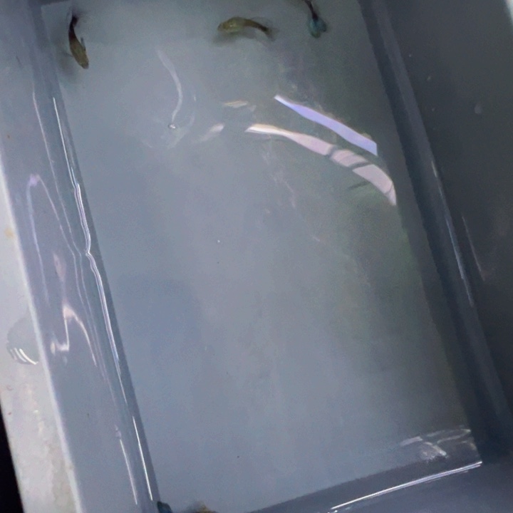 海水鱼蓝礼服绒球一对