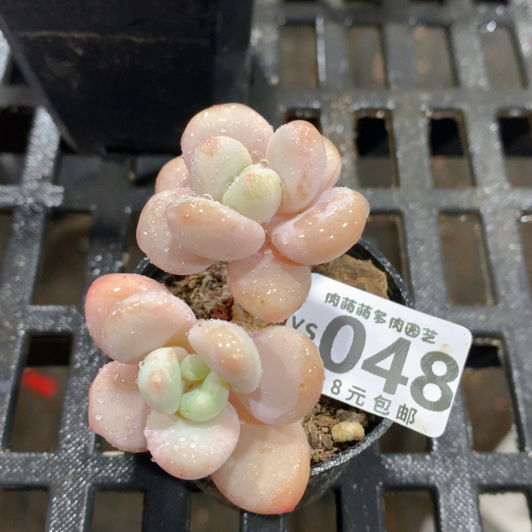 肉萌萌拇指盆精控多肉YS048