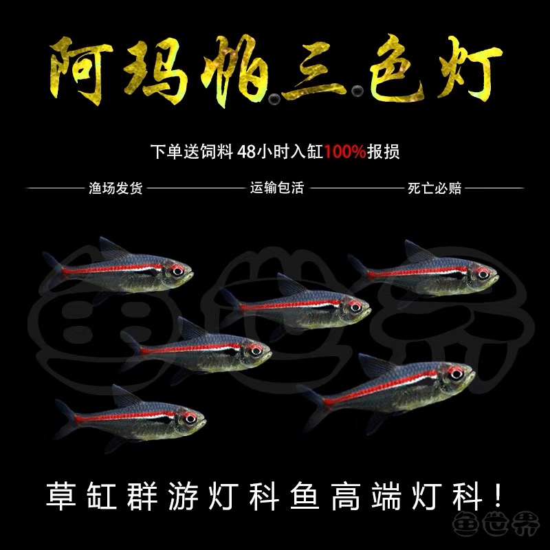 阿玛帕三色灯鱼南美阿马帕玛高端小型灯科鱼灯鱼群游观赏小鱼活体