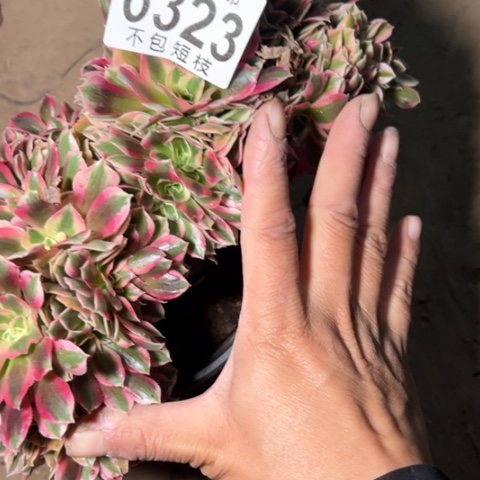 凌***乱粉女巫缀多肉植物法师6323