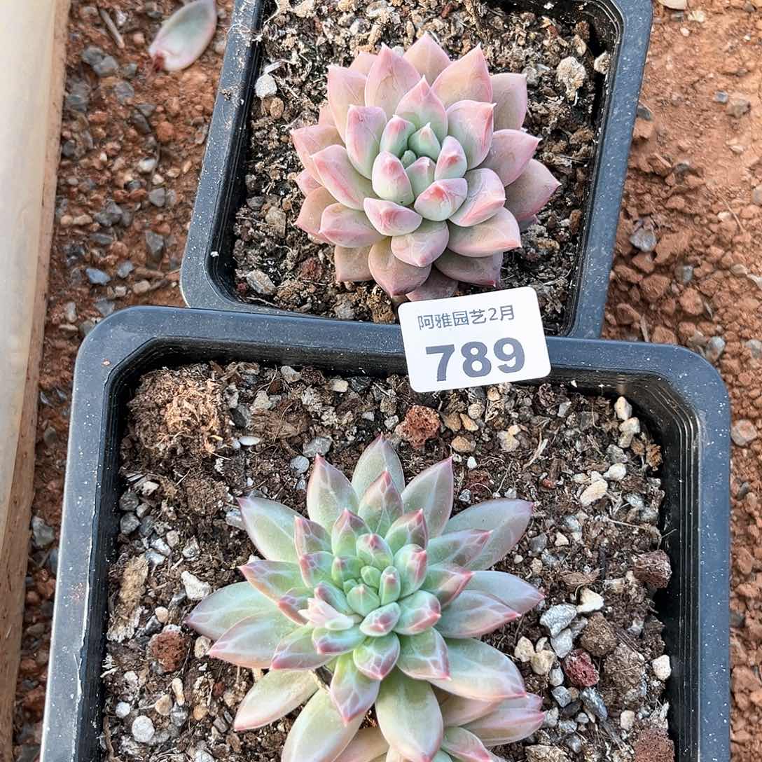 阿雅园艺。 不售后789