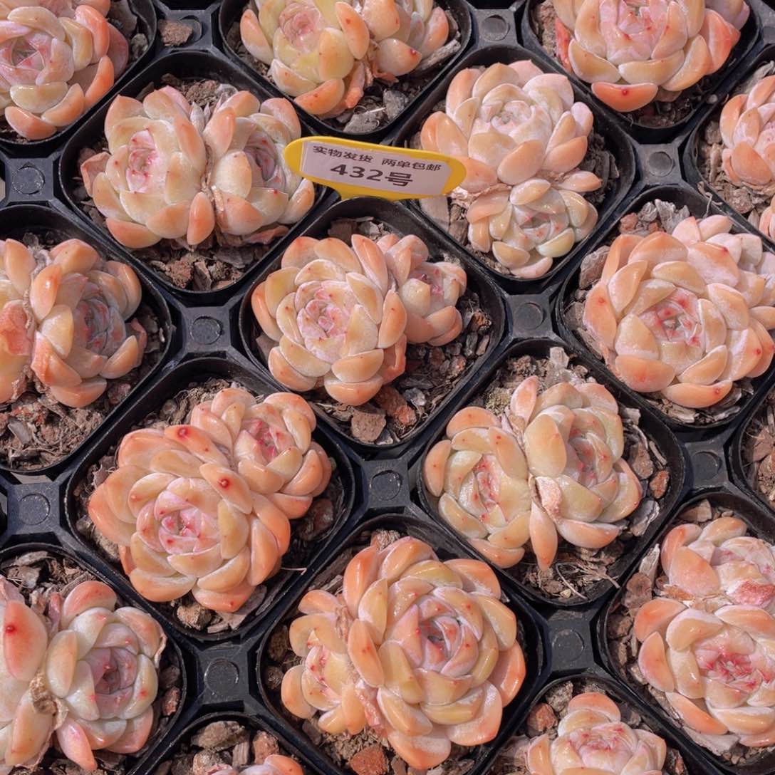 432号蜜桃冰魄双头两个