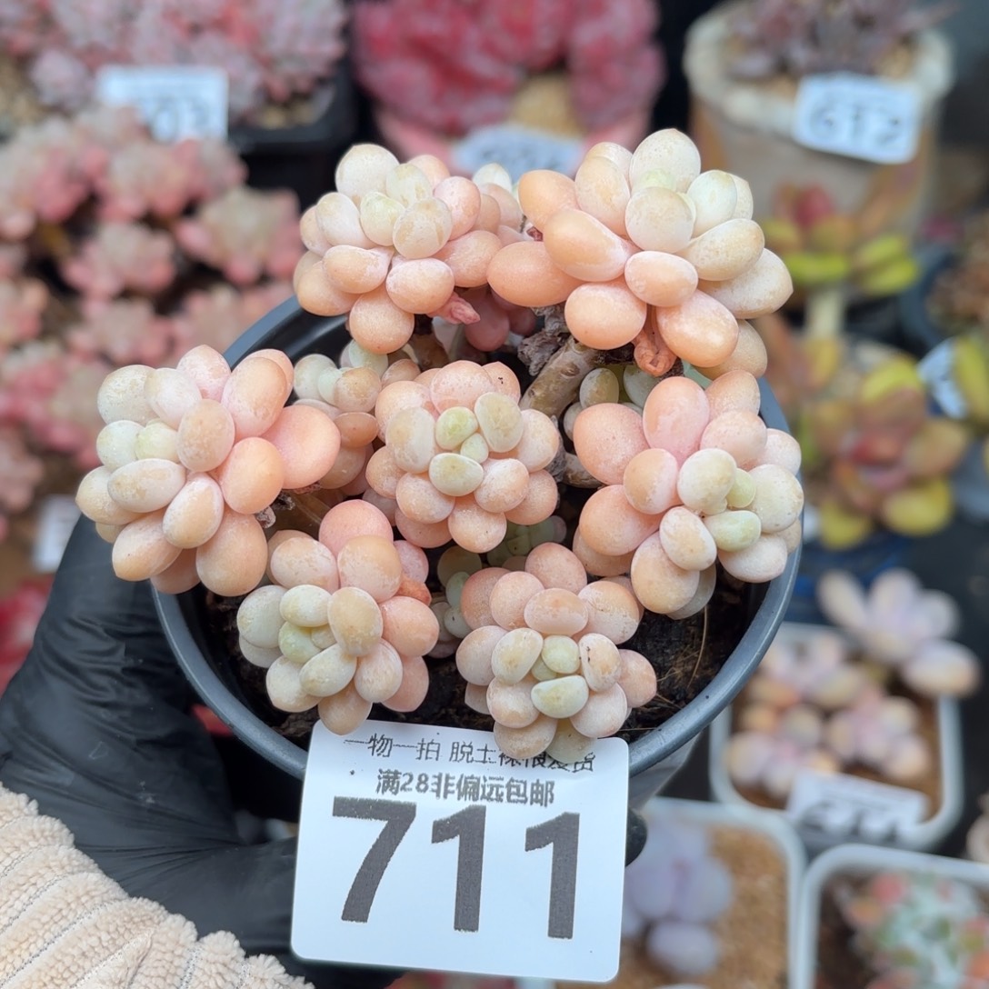 洛可可无盆土发货