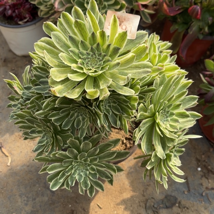 碧浪多肉法师多肉5791