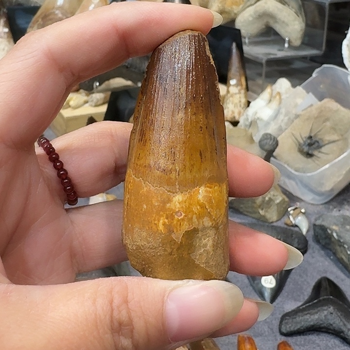 本***然PVC精品巨齿鲨牙齿化石