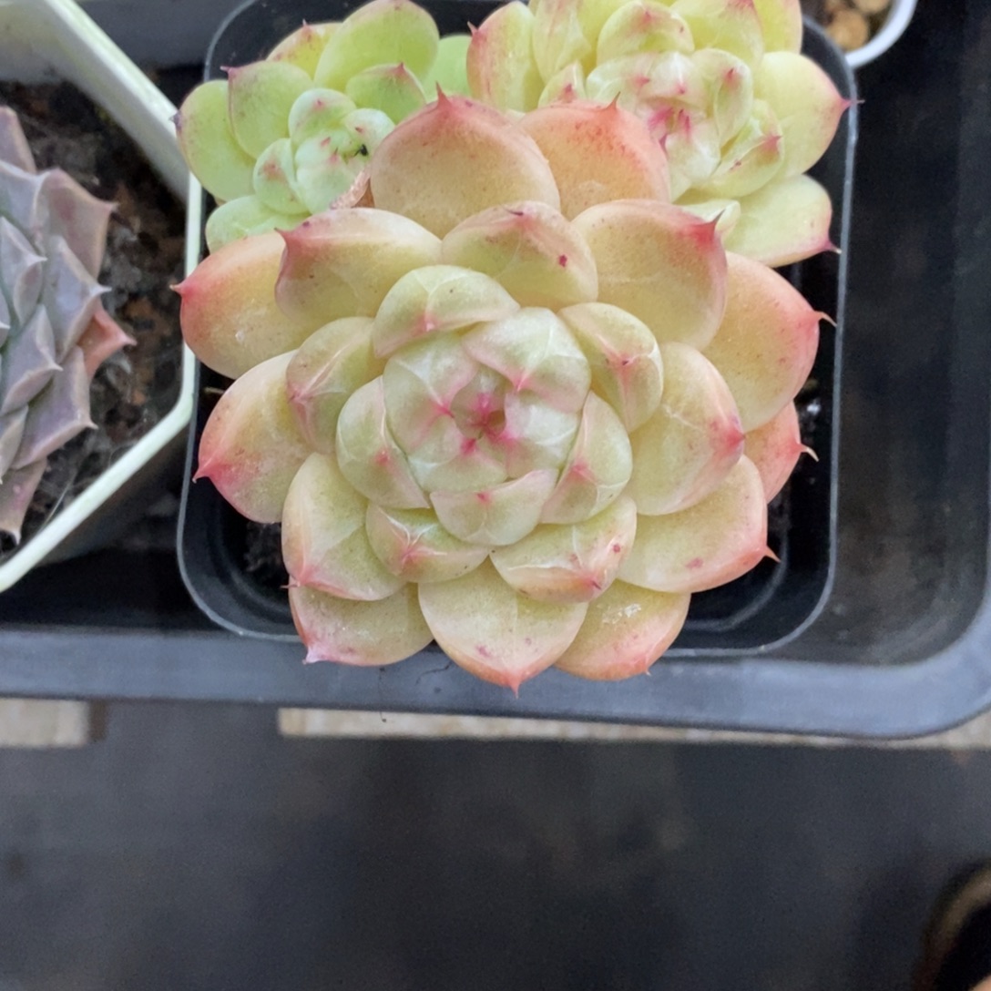 精品多肉一物一拍不包整282