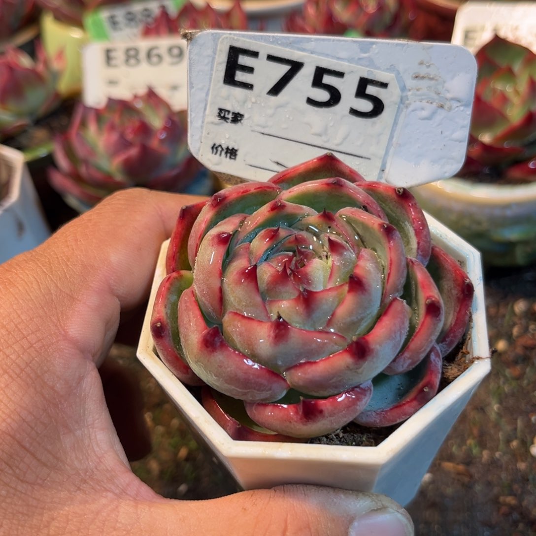 惊鸿一瞥755号多肉