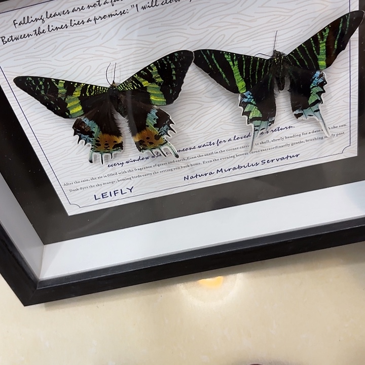 冥****蝴蝶标本定制408@