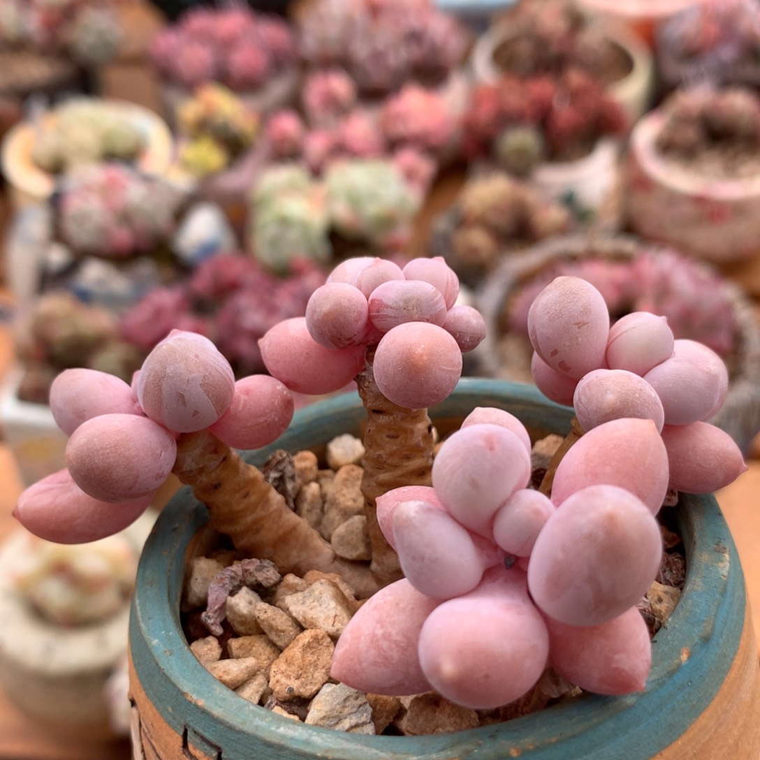 粉恋一物一拍 017