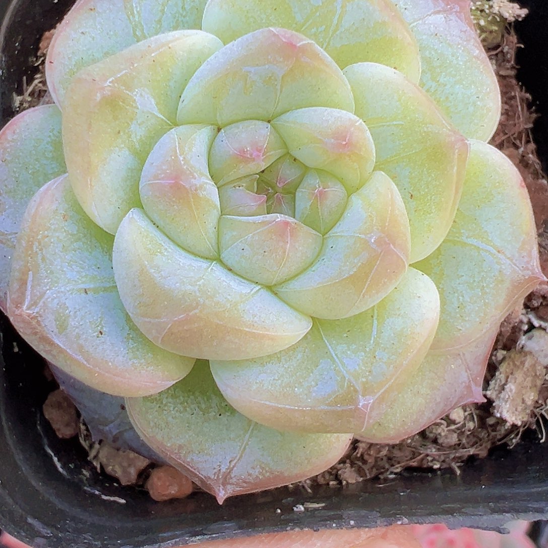 单头纹星珍妮19包邮多肉