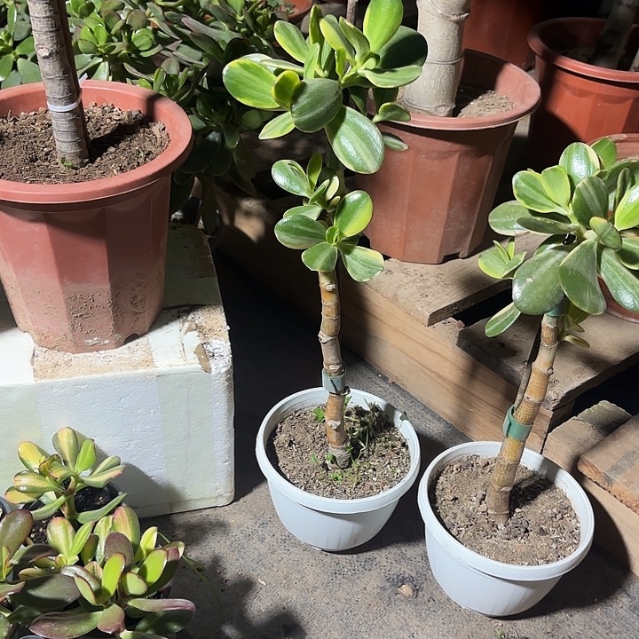 辉***哥当前无花栽培后可以开花老花125