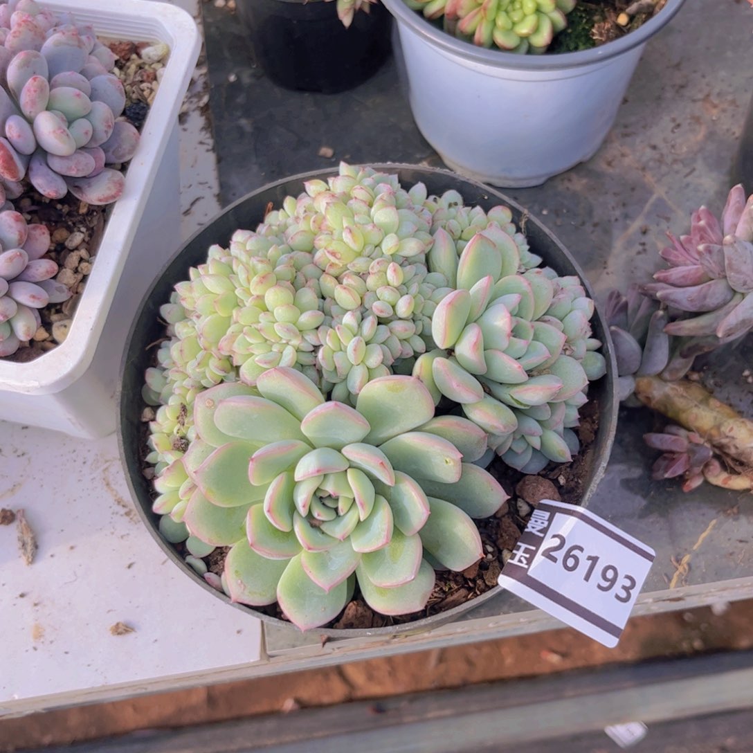 荷花缀多肉植物26193