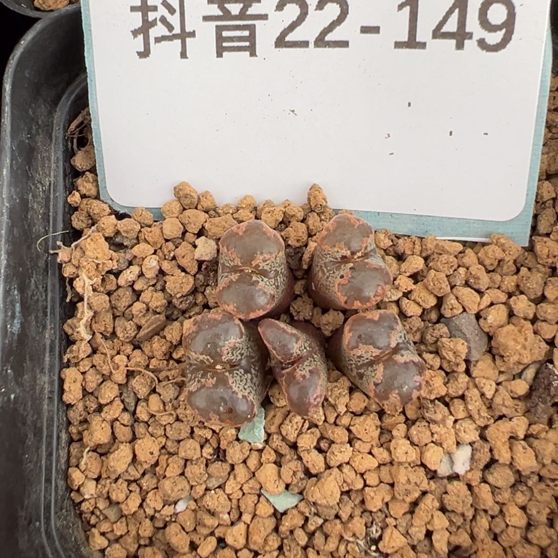 帝***兮22-149肉锥多肉植物，