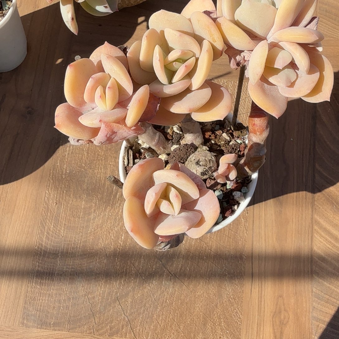 徐***@白凤多肉植物一颗