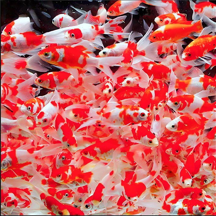 大7条【红白色】长凤尾 耐寒类冷水观赏鱼 无需加温 新手好养金鱼