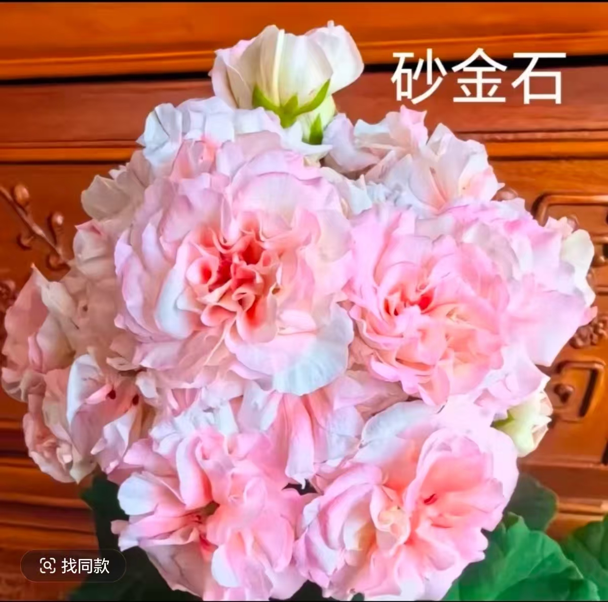 【砂金石（不带花苞）】浅粉色重瓣大花球，新品中等株型，四季开花。