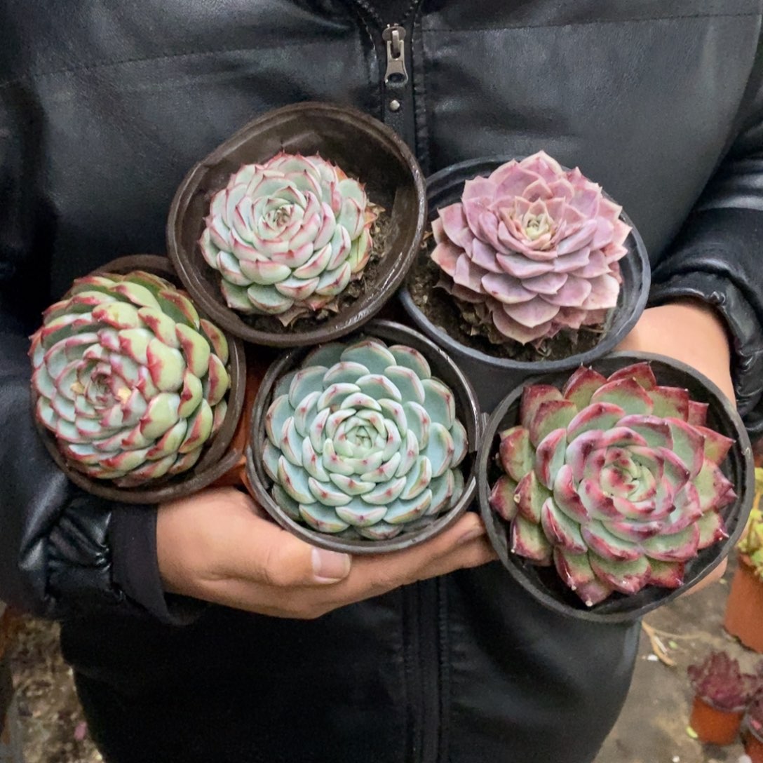 莲花座大单头五盆，不同品种120杯