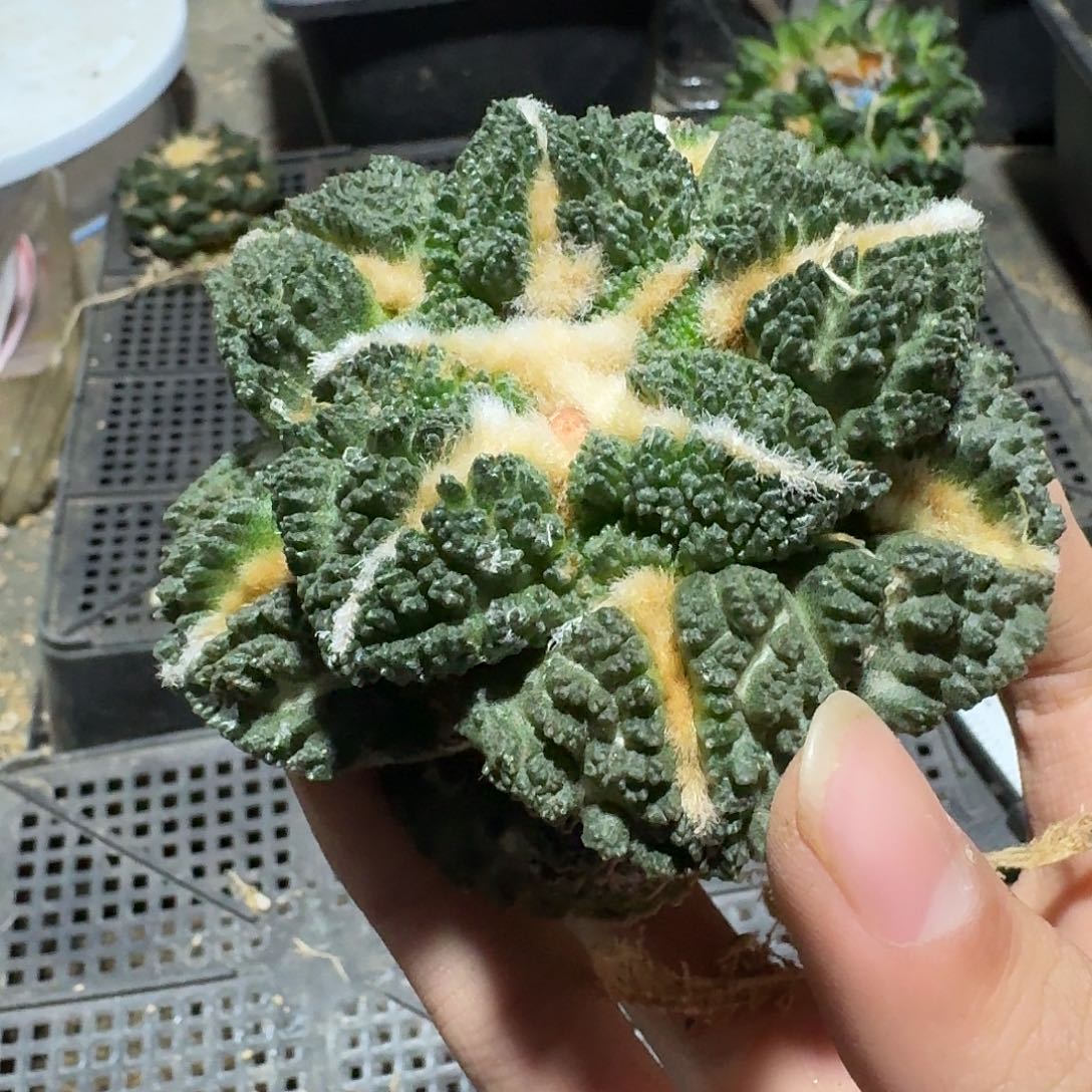 976号仙人球萝卜根