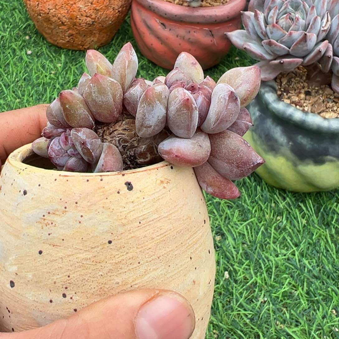 啊石榴籽星影小树福利