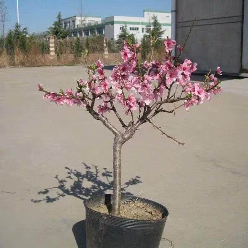 嫁接血桃树苗当年结果特大早熟超甜南北方耐寒种植盆栽苗