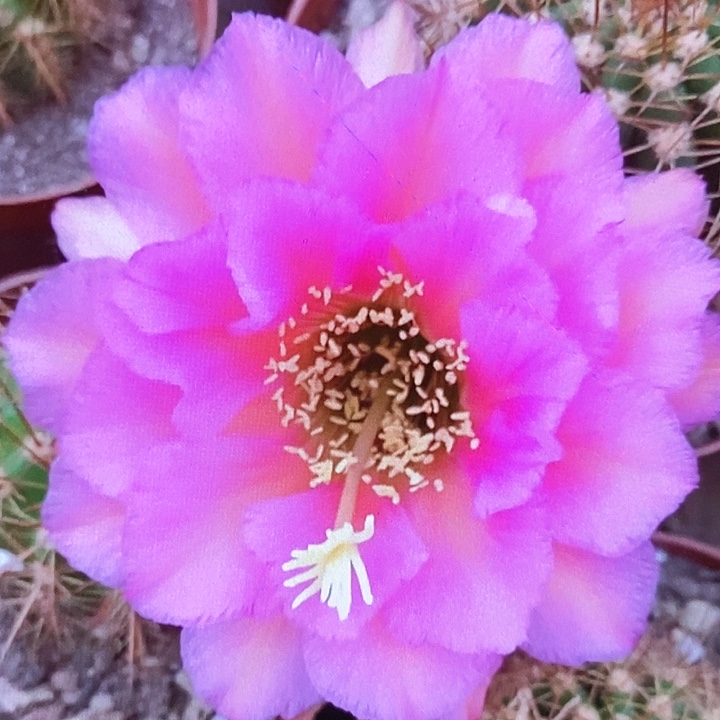 毛 音符/侧芽歪20包邮/