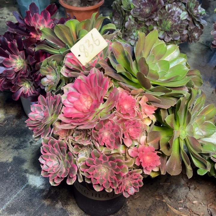 836粉女巫花脸多肉一物一拍