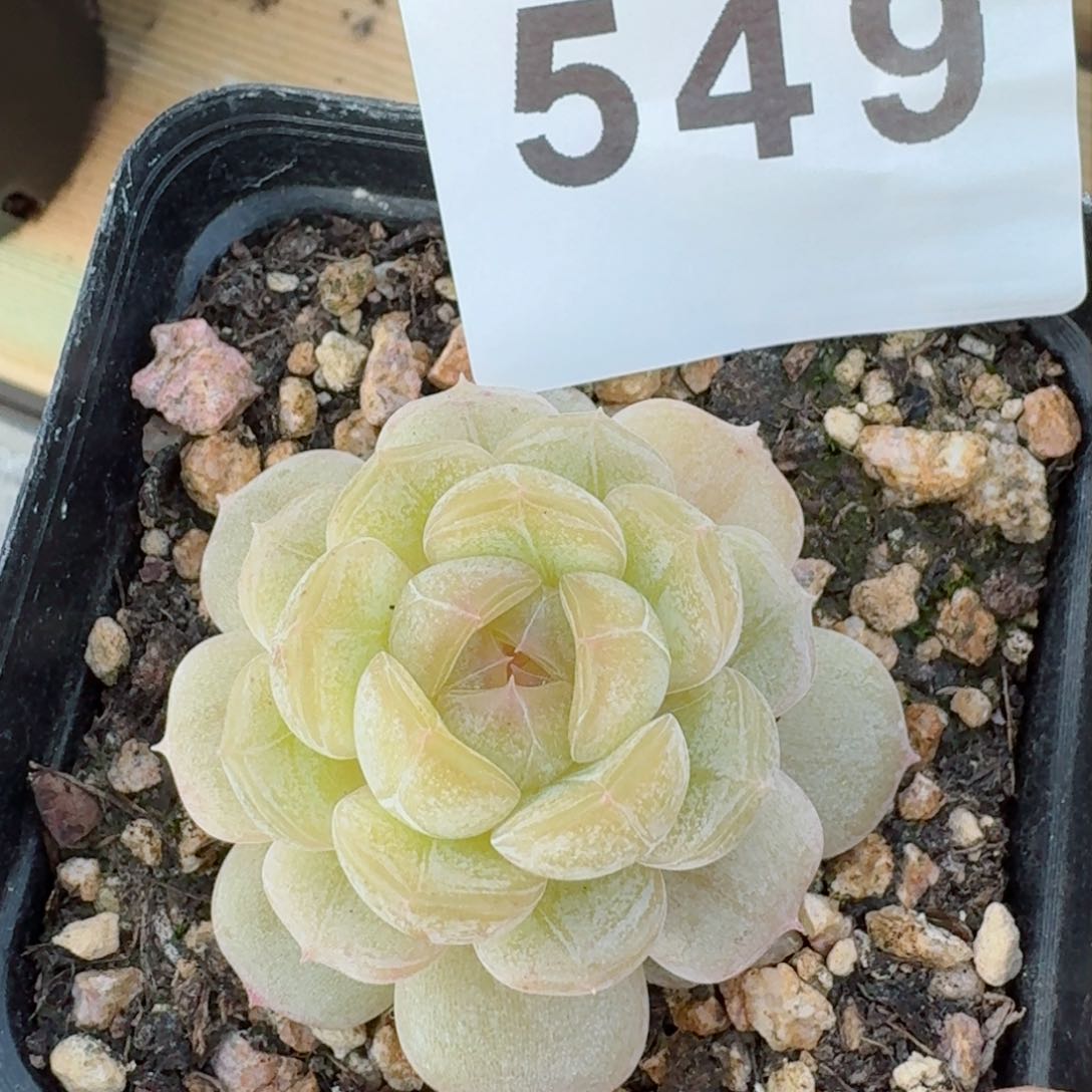 多肉植物开播福利捡漏