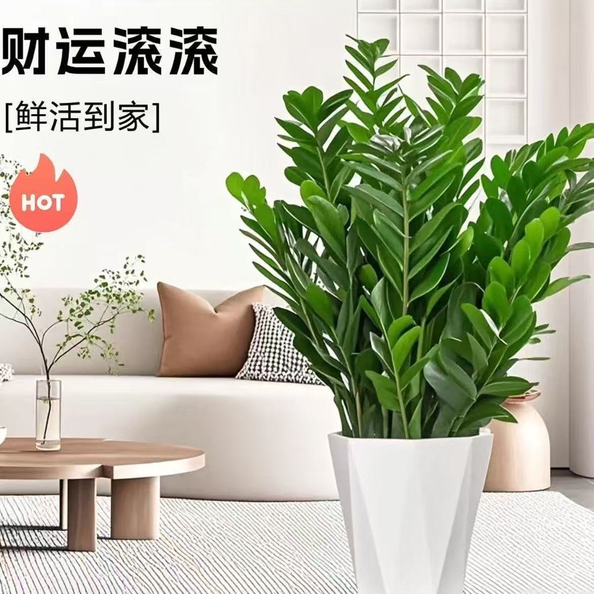 【基地直发】80cm左右A级苗左右金钱树盆栽办公室室内好养净化空气