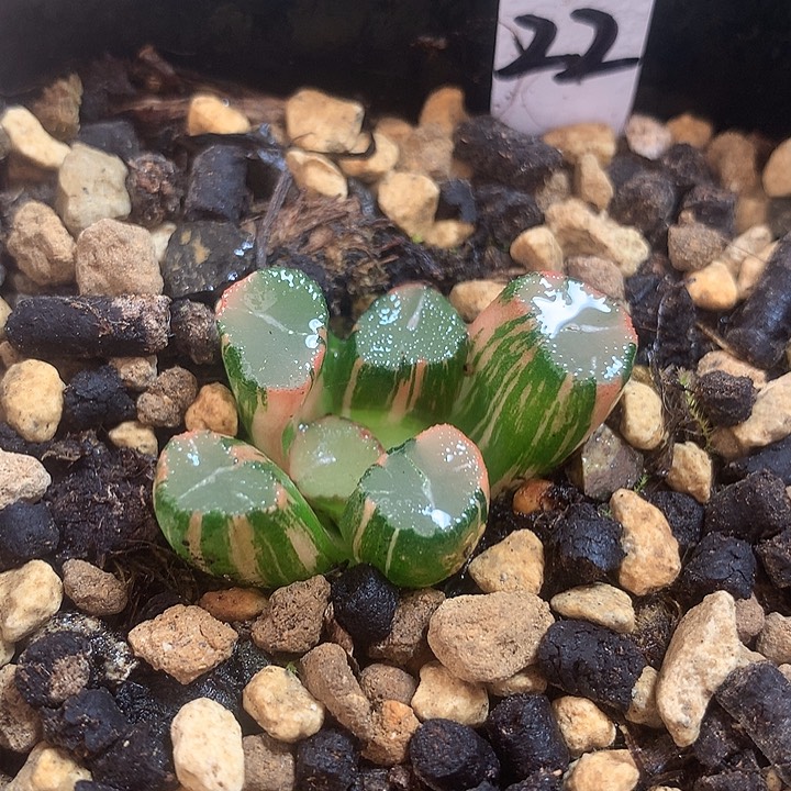 蜘蛛巢万象锦一物一拍