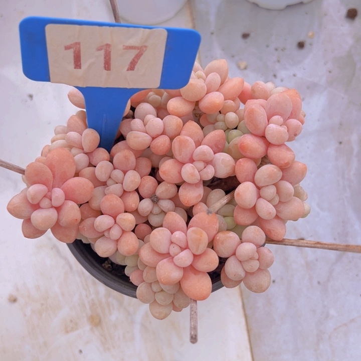 健健康康平平安安