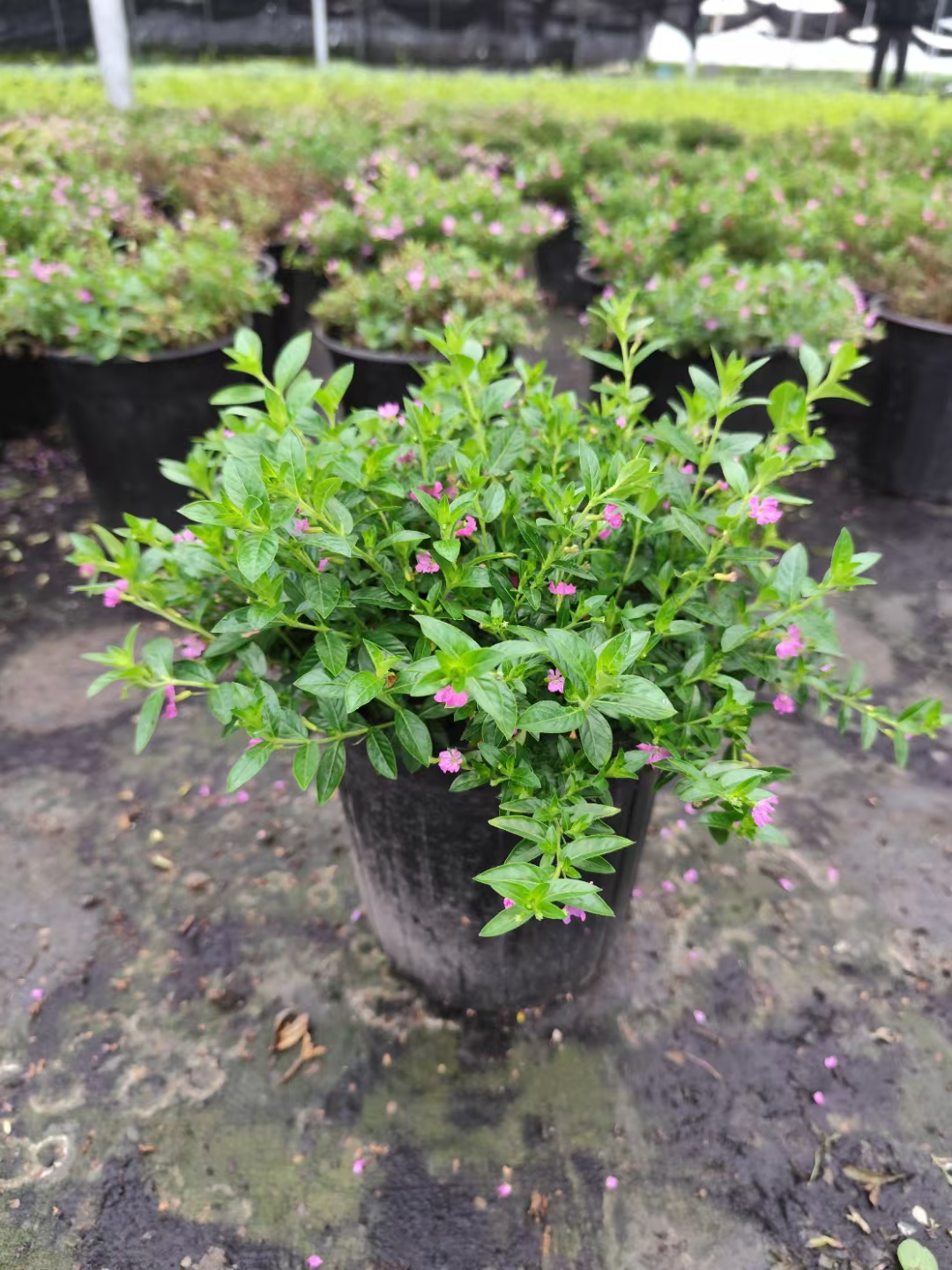 2加仑满天星盆栽绿植四季开花庭院阳台室内装饰植物