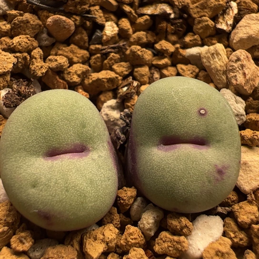 屁嘴福利多肉植物