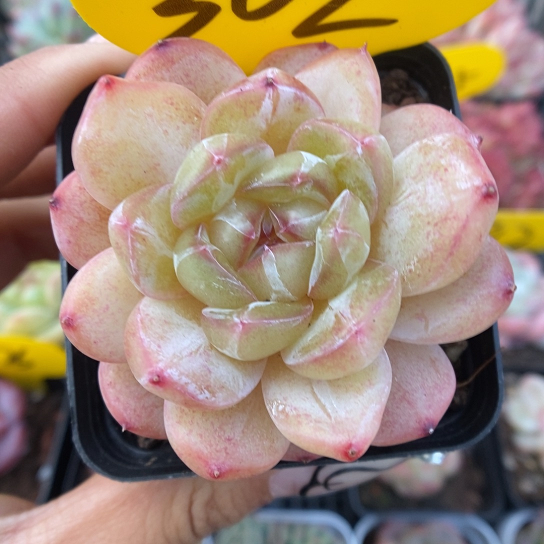 白雪珍妮可拍302号。  