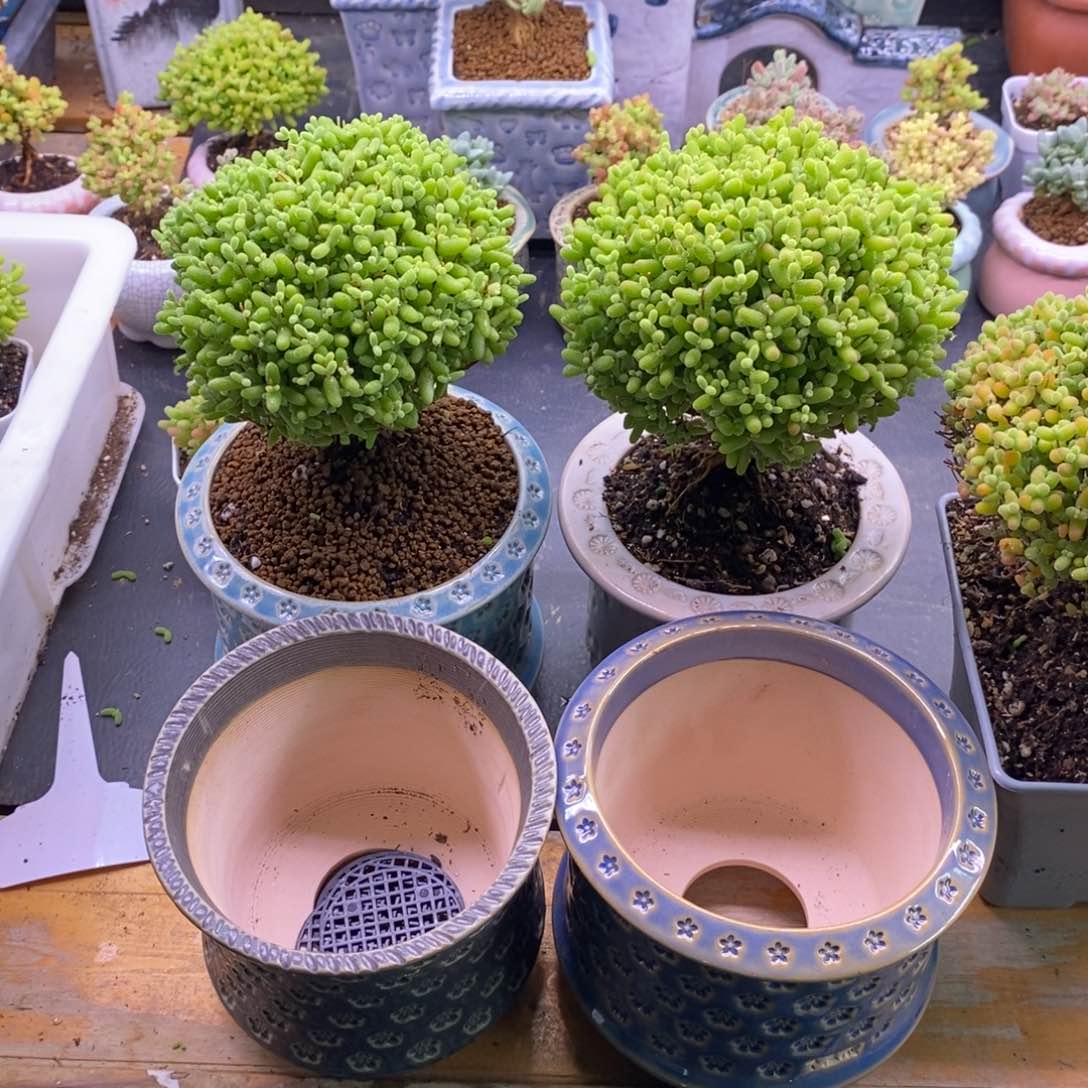 田****螂149两颗金橘（盆自己发过来的）上海的。   