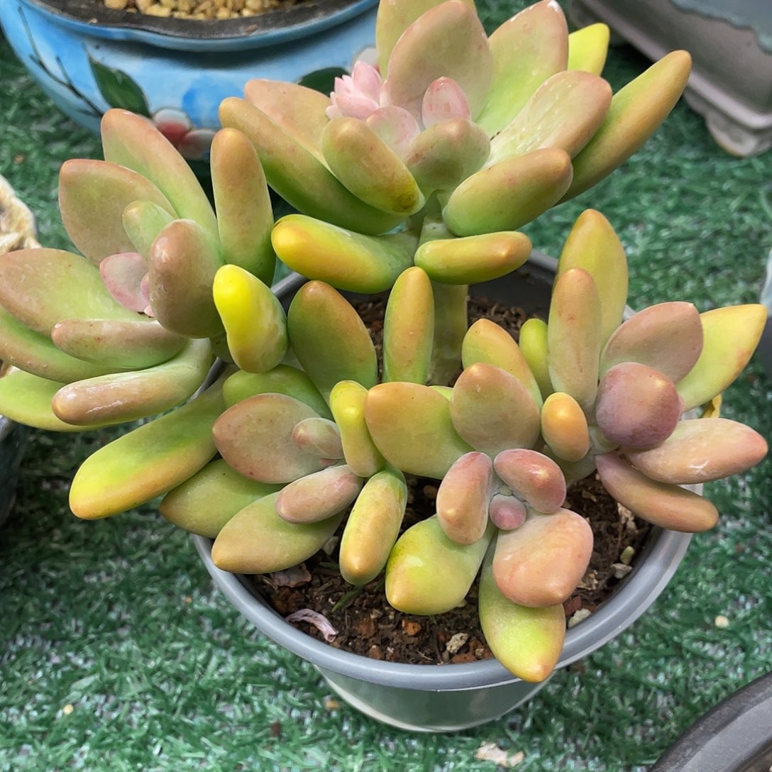 kk 一物一拍28包邮非偏远