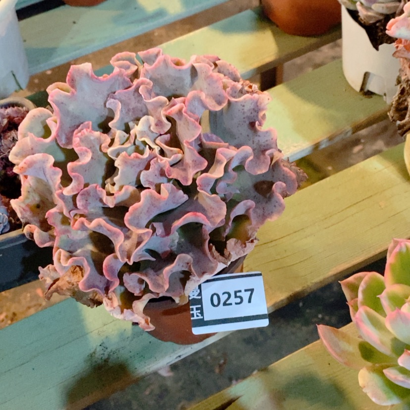 【闪购商品】高砂0257