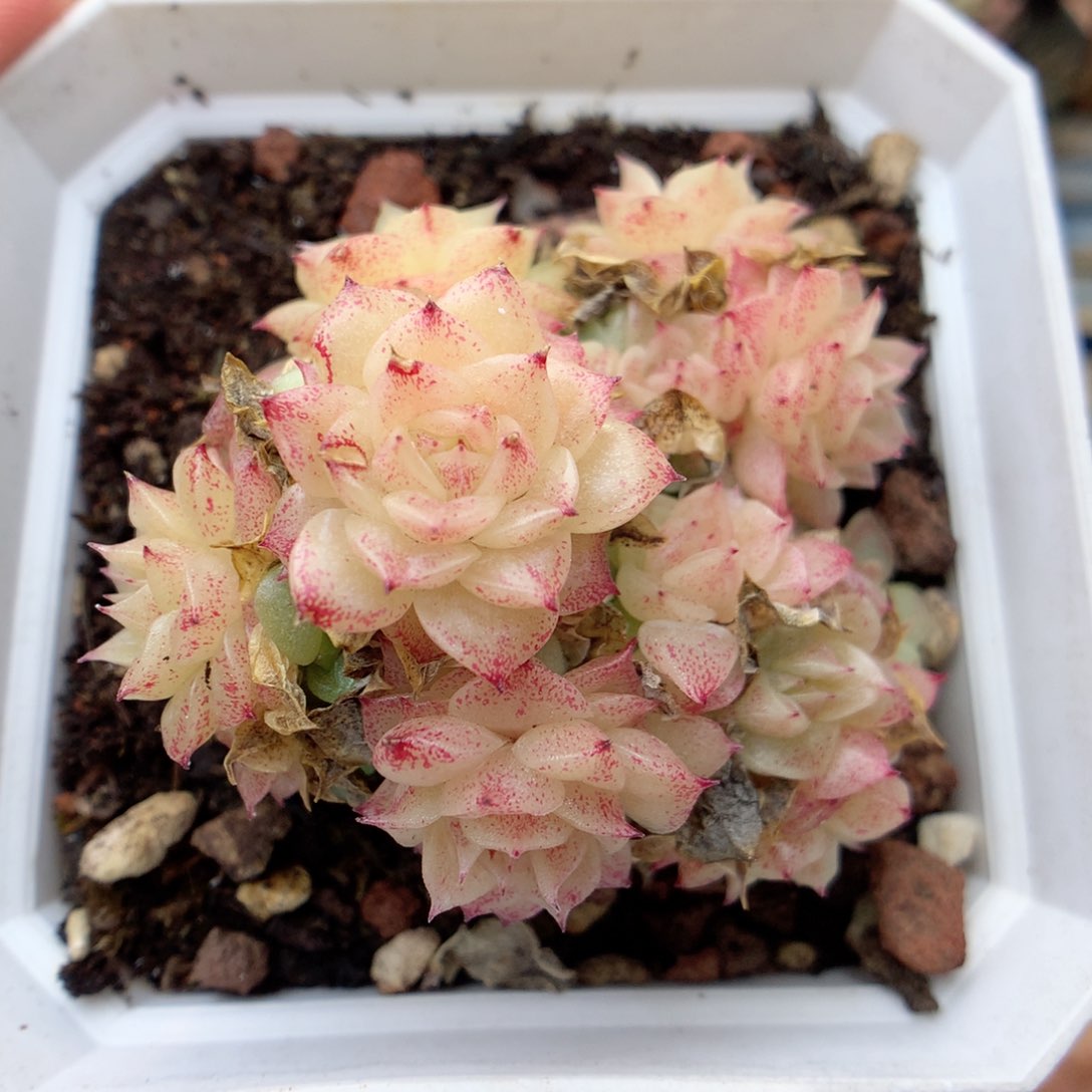 F132 ，20包邮两天凑单偏远不发货