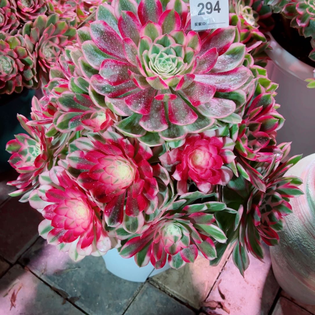 294孔雀翎法师多肉植物