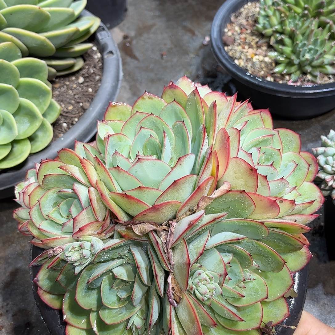 同温层多肉牡丹亭364