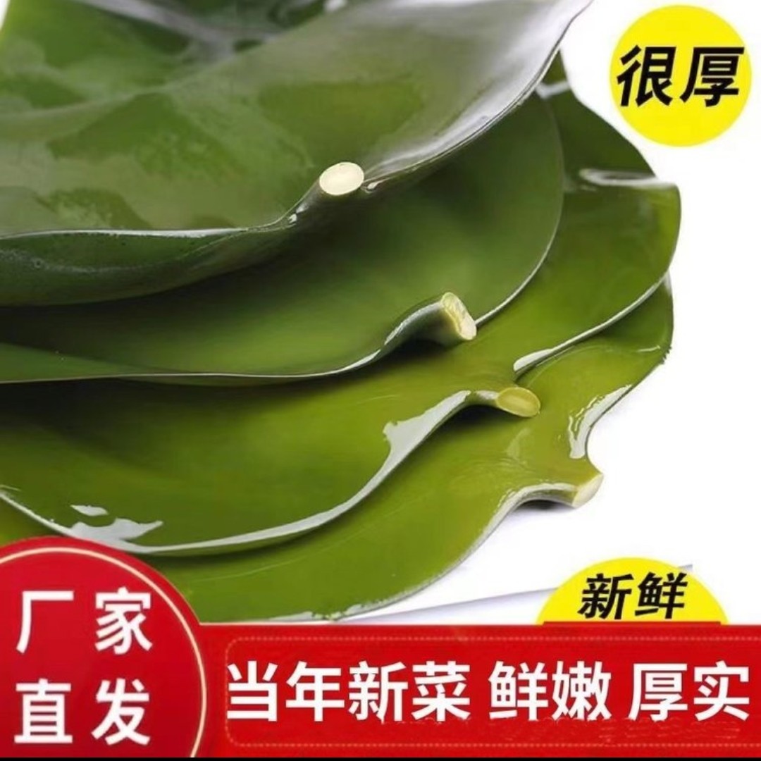 威海荣成新鲜精品盐渍海带头，二十公分左右可以凉拌做汤炖骨头