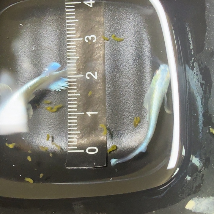 青鳉鱼62号拍品短鳍天使