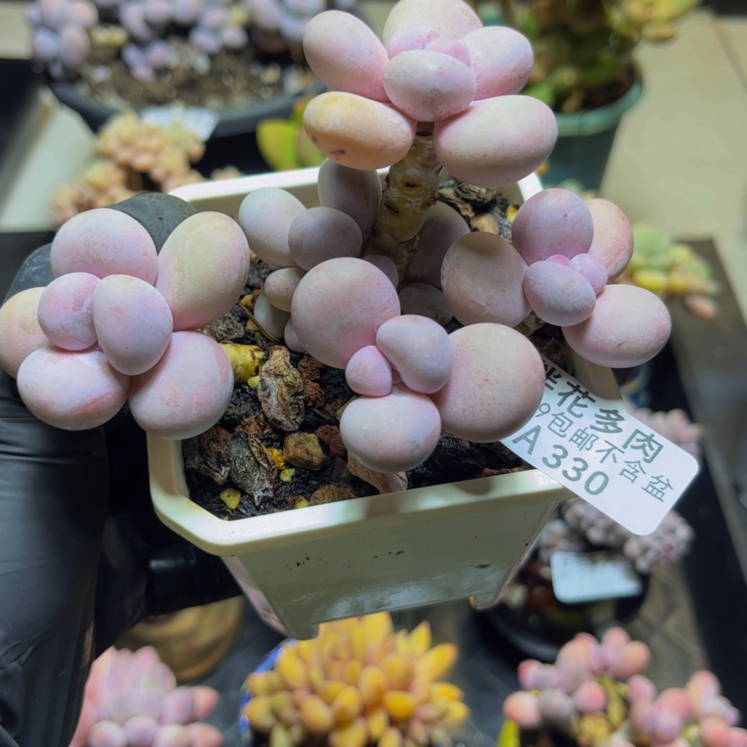 330水光针奶酪23厘米