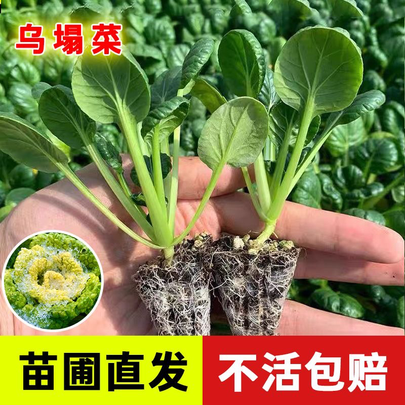 高钙耐寒黄心乌塌菜种苗冬季养心蔬菜庭院阳台四季可栽种种苗